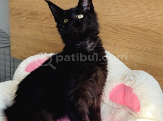 Özel Sevenlere Özel Xxl Mai̇ne Coon Bebegim görsel
