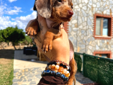Dachshund Yavrularımız Eşsiz Güzellikler