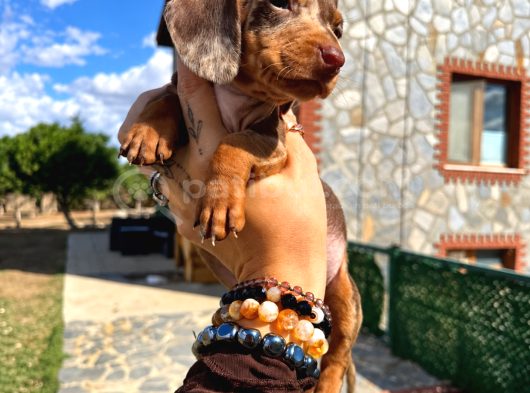 Dachshund Yavrularımız Eşsiz Güzellikler görsel