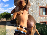 Dachshund Yavrularımız Eşsiz Güzellikler