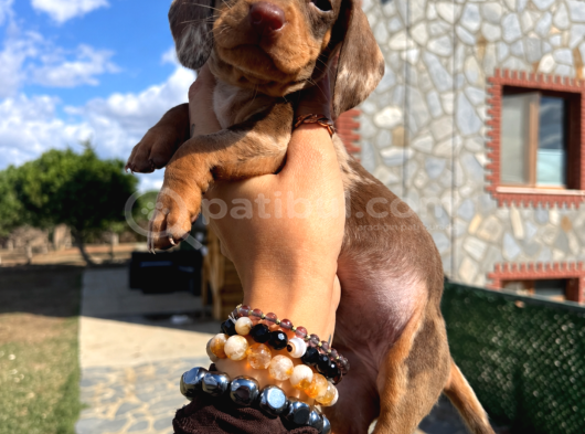 Dachshund Yavrularımız Eşsiz Güzellikler görsel