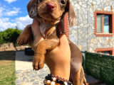 Dachshund Yavrularımız Eşsiz Güzellikler