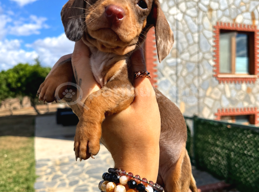 Dachshund yavrularımız eşsiz güzellikler