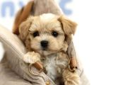 Renk Seçenekleri Ile Maltipoo Mini Yavrularımız