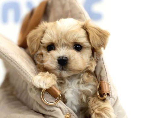 Renk Seçenekleri Ile Maltipoo Mini Yavrularımız görsel