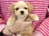 Renk Seçenekleri Ile Maltipoo Mini Yavrularımız
