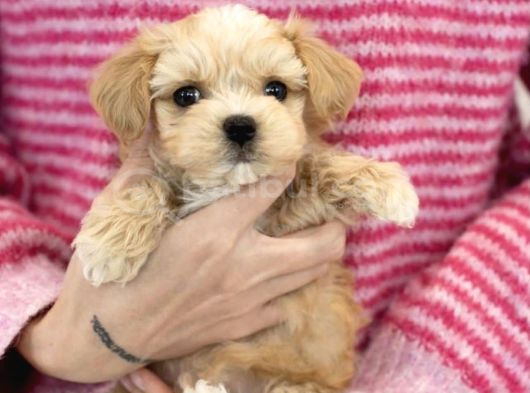 Renk Seçenekleri Ile Maltipoo Mini Yavrularımız görsel