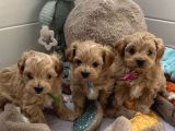 Mini Sevimli Maltipoo Bebekler