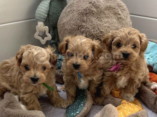 Mini Sevimli Maltipoo Bebekler