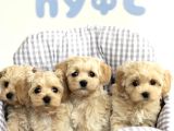 Renk Seçenekleri Ile Maltipoo Mini Yavrularımız