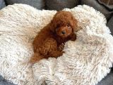 Irk Güzeli̇ Toy Poodle
