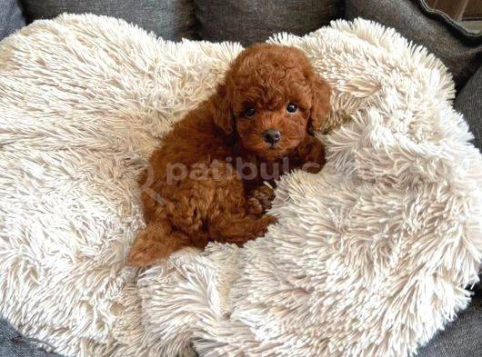 Irk Güzeli̇ Toy Poodle