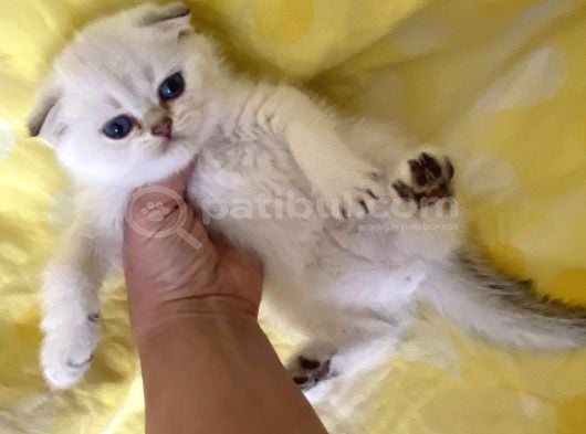 Okyanus bakışlı Beyaz yakışıklı fold Bebiş