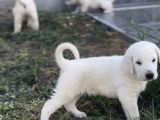 Safkan secereli akbaş yavruları
