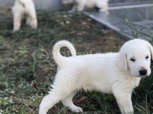 Safkan Secereli Akbaş Yavruları