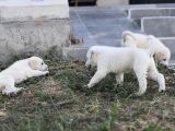 Safkan Secereli Akbaş Yavruları
