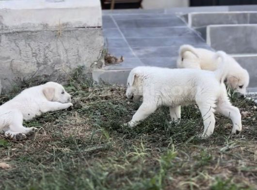Safkan Secereli Akbaş Yavruları görsel