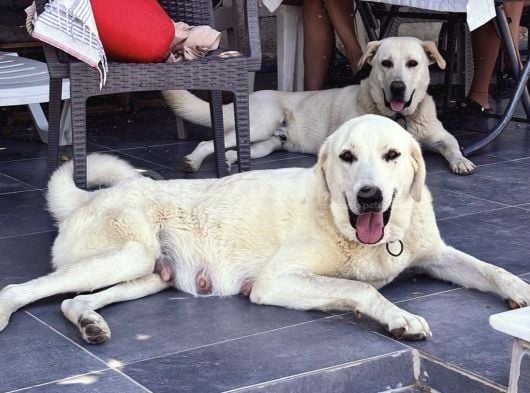 Safkan Secereli Akbaş Yavruları görsel