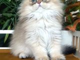 Brıtısh Longhair Peri Kızı