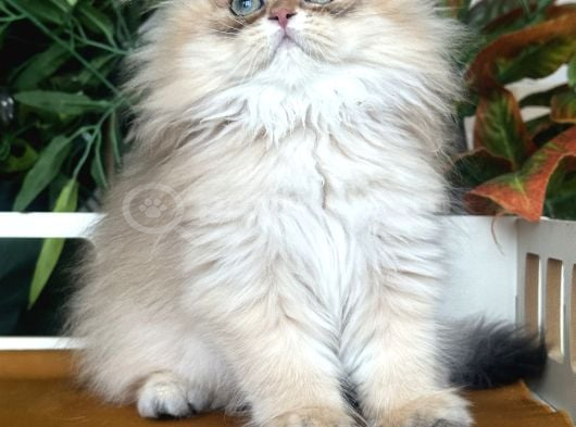 Brıtısh Longhair Peri Kızı