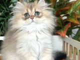 Brıtısh Longhair Peri Kızı