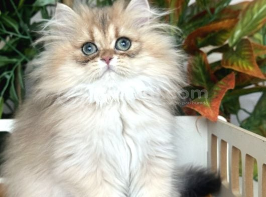 Brıtısh Longhair Peri Kızı görsel