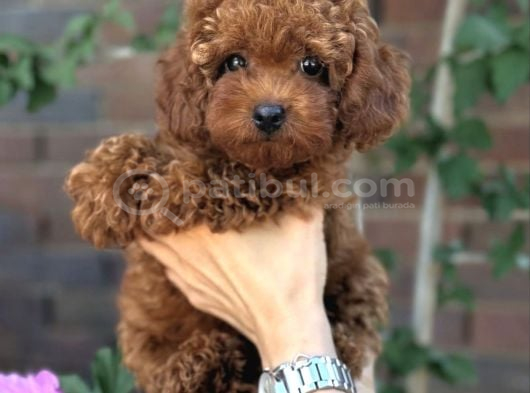 Kuzeypuppi̇esten Toy Poodle Yavrular görsel