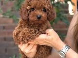 Kuzeypuppi̇esten Toy Poodle Yavrular