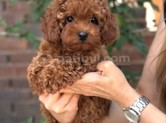 Kuzeypuppi̇esten Toy Poodle Yavrular