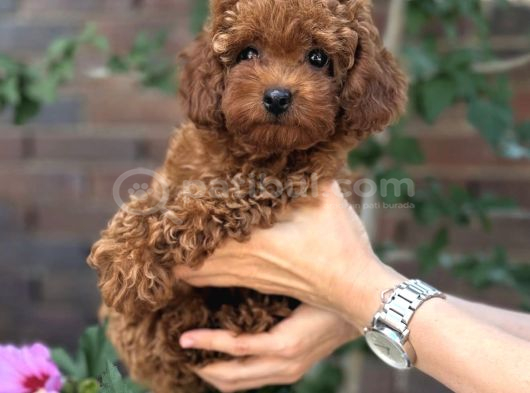 Kuzeypuppi̇esten Toy Poodle Yavrular görsel