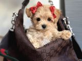 Bebeksi̇ Malti̇poo Yavrular