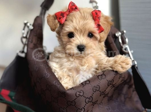 BEBEKSİ MALTİPOO YAVRULAR