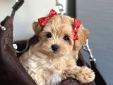 Bebeksi̇ Malti̇poo Yavrular