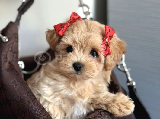 Bebeksi̇ Malti̇poo Yavrular görsel