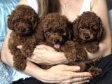 Safkab Bi̇blo Toy Poodle Bebekler