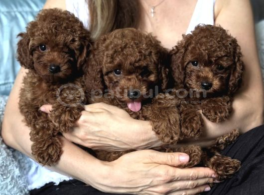 Safkab Bi̇blo Toy Poodle Bebekler