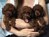 Safkab Bi̇blo Toy Poodle Bebekler