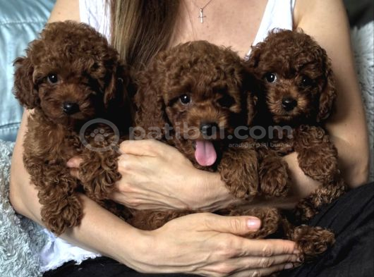 Safkab Bi̇blo Toy Poodle Bebekler görsel