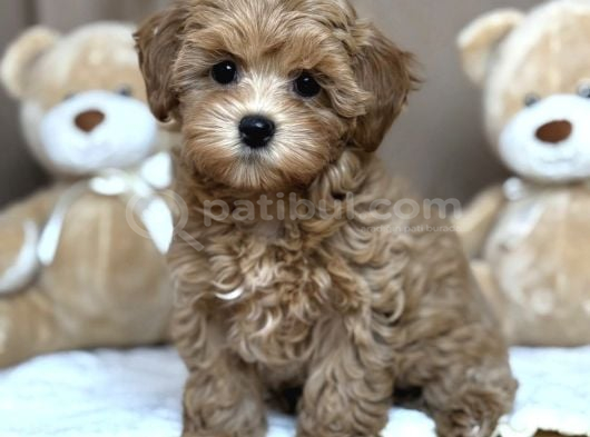 Kisa Bacak Safkan Malti̇poo Yavrular