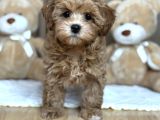 Kisa Bacak Safkan Malti̇poo Yavrular