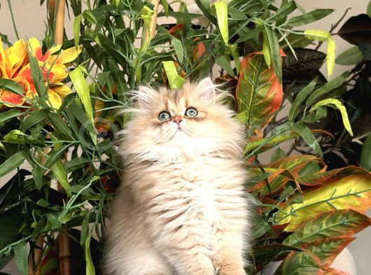 Brıtısh Longhair Peri Kızı görsel