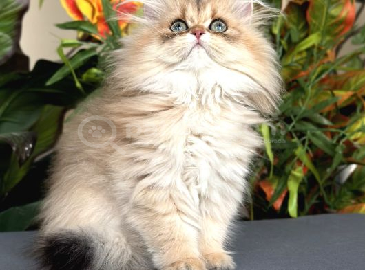 Brıtısh Longhair Peri Kızı görsel