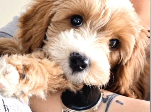 3 Aylık Erkek Maltipoo görsel