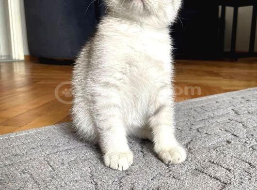 Silver Tabby Scottish Fold İstanbul görsel