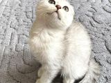 Silver Tabby Scottish Fold İstanbul