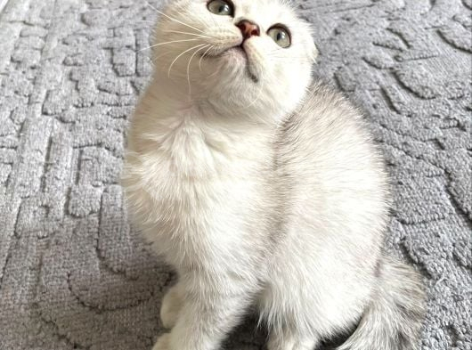 Silver Tabby Scottish Fold İstanbul görsel