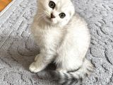 Silver Tabby Scottish Fold İstanbul