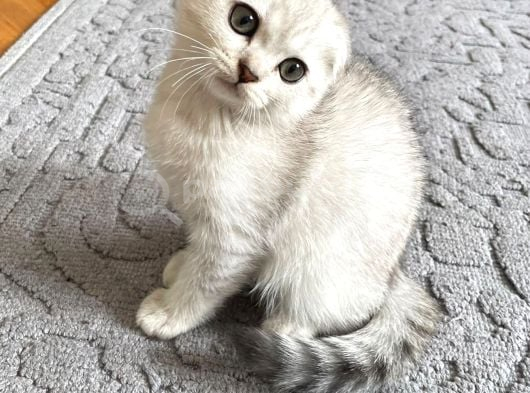 Silver Tabby Scottish Fold İstanbul