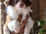 Border Collie Yavruları