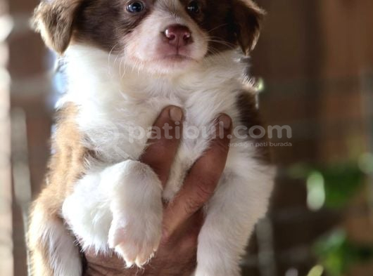 Border Collie Yavruları görsel